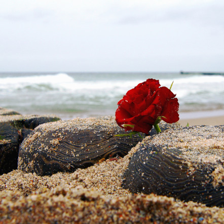 Trauerfeier am Strand mit Rosen